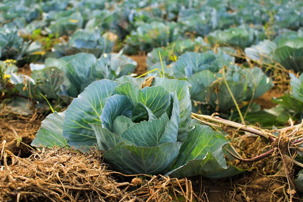 Vast farm field of heads of cabbage in a rural patch. Original public domain image from Wikimedia Commons