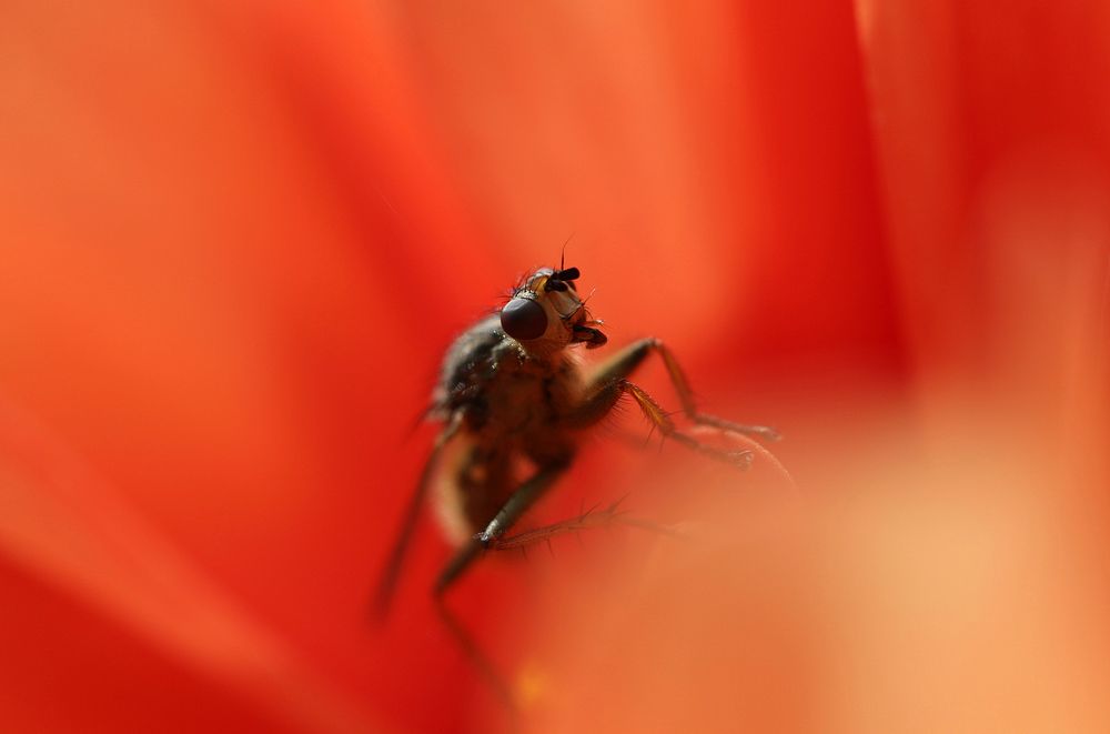 Closeup of bug's eyes inside an orange plant. Original public domain image from Wikimedia Commons
