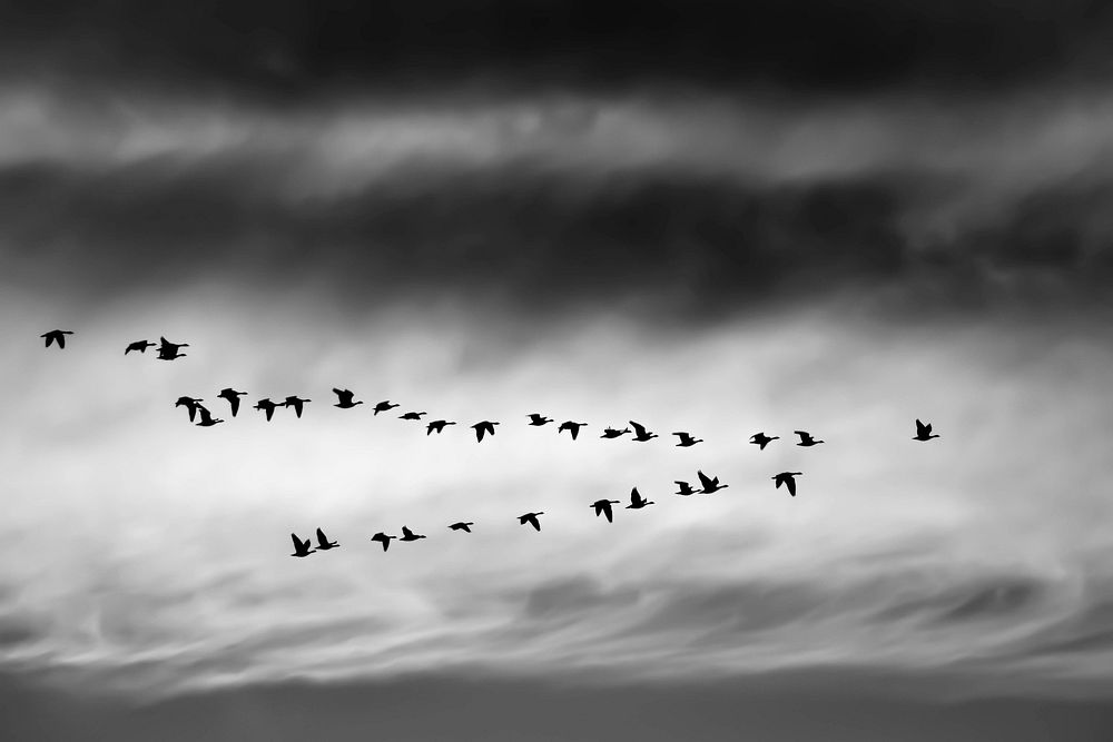 Black and white shot of geese flying in formation with cloudy sky in Boulder. Original public domain image from Wikimedia…