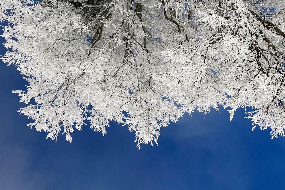 Beneath a tree with snow covering its branches and leaves and a dark blue sky in the background. Original public domain…