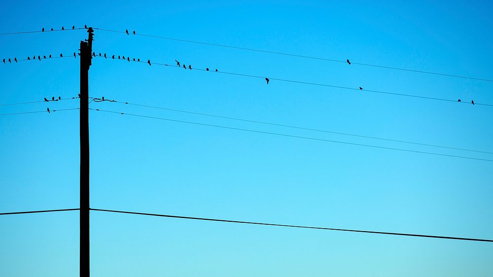 Birds sit on telephone wires against a blue sky. Original public domain image from Wikimedia Commons