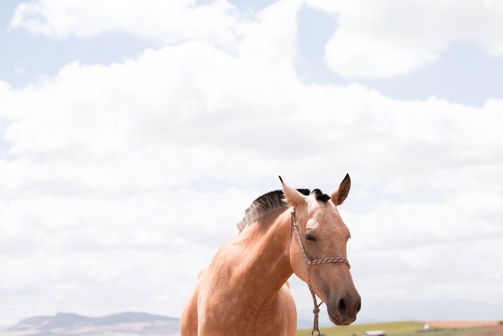 A light chestnut horse on a pasture with fluffy clouds above. Original public domain image from Wikimedia Commons