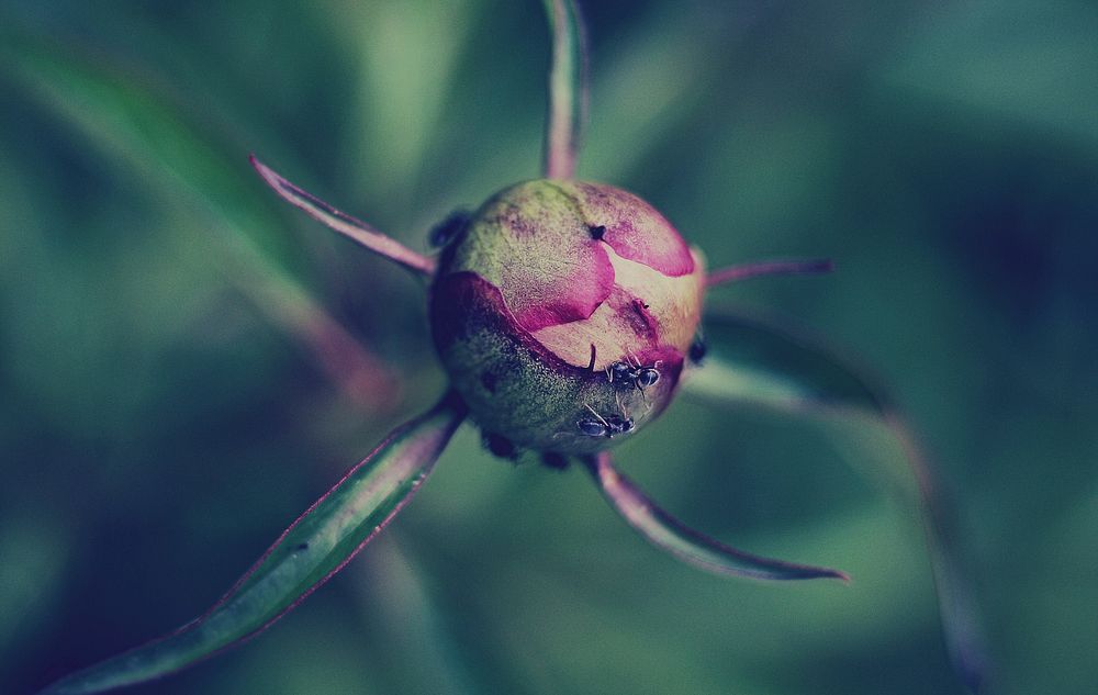 Ants crawl on bud of a peony flower in the wild. Original public domain image from Wikimedia Commons