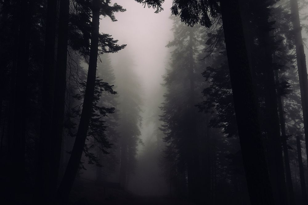 Silhouettes of trees in a misty forest in Sequoia National Park. Original public domain image from Wikimedia Commons