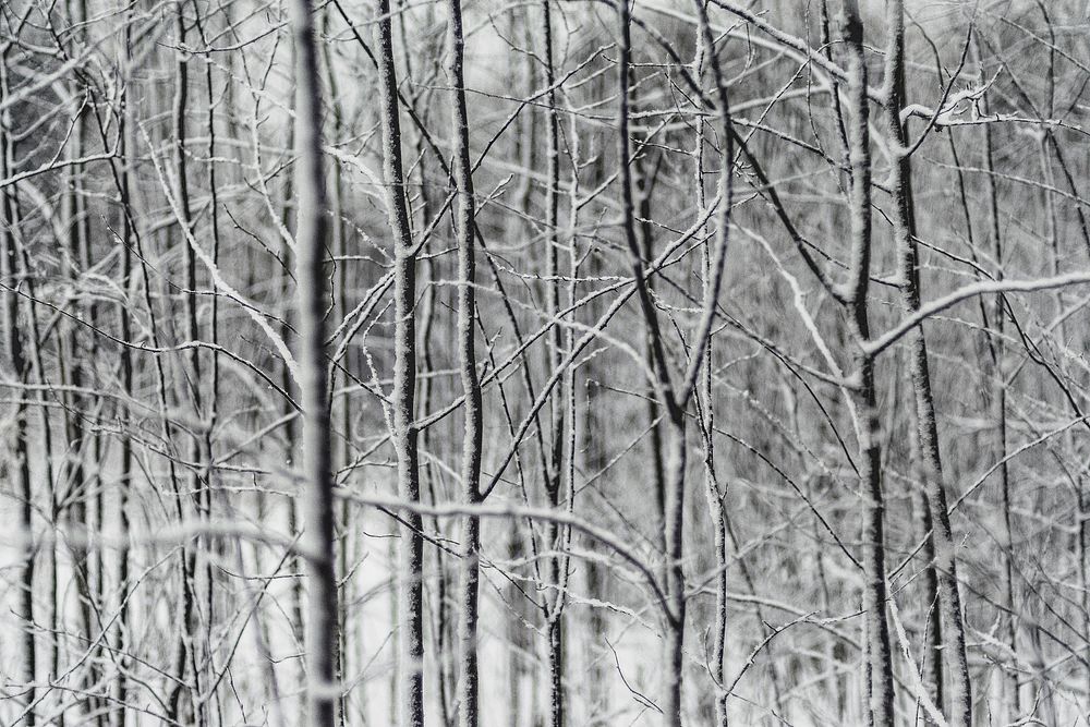 Trees in snow. Original public domain image from Wikimedia Commons