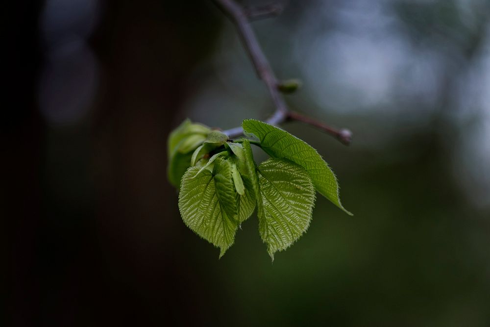 Spring Leaves. Original public domain image from Wikimedia Commons
