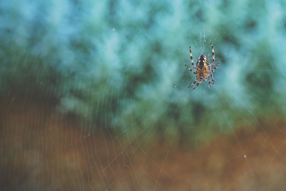 A macro view of a spider on a spider web. Original public domain image from Wikimedia Commons