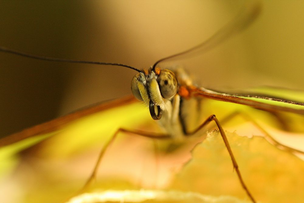 Closeup of eyes and antennae on a dragonfly. Original public domain image from Wikimedia Commons