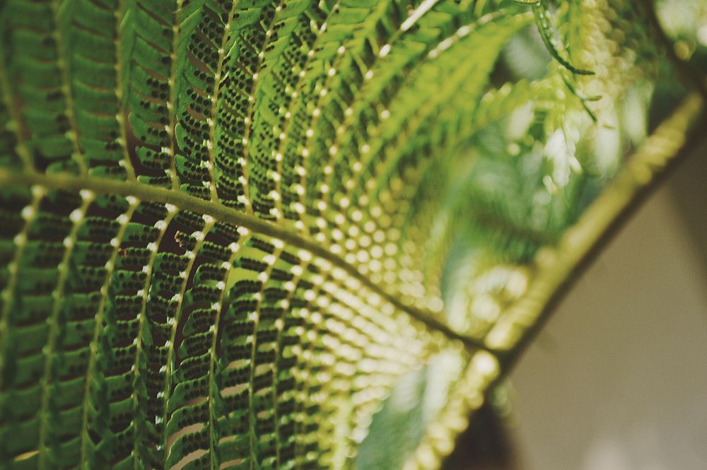 Details on the leaves of green fern plants. Original public domain image from Wikimedia Commons