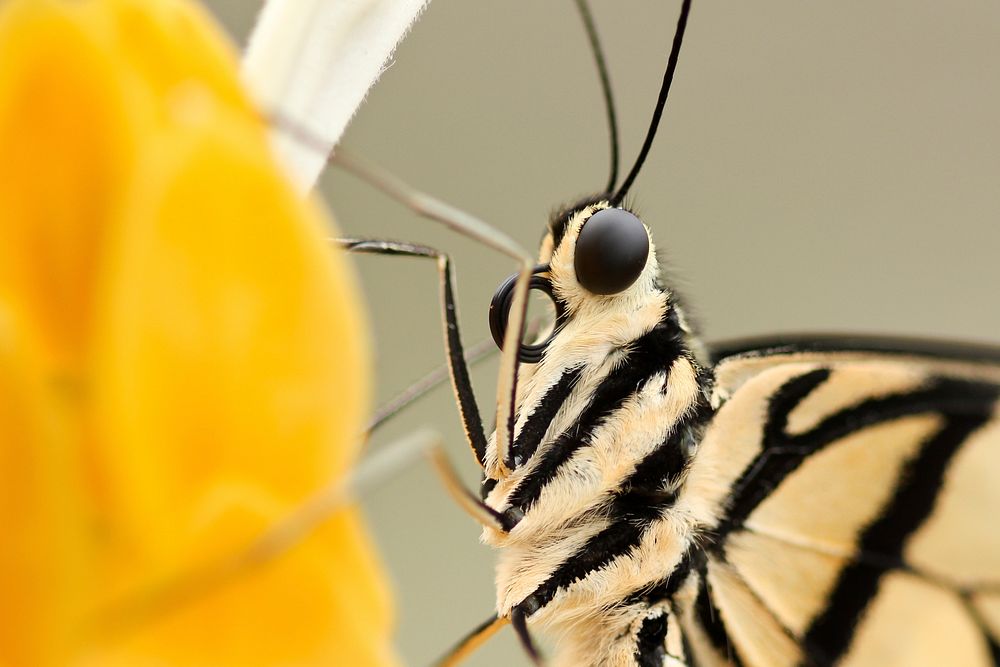 A macro shot of the underside of a butterfly on a yellow flower. Original public domain image from Wikimedia Commons