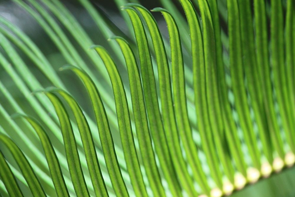 Macro shot of long and thin green leaves at Huntington Beach. Original public domain image from Wikimedia Commons