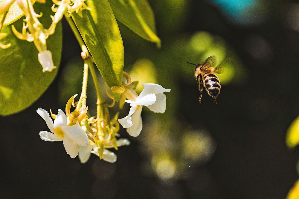 A bee in flight next to a bunch of small white flowers. Original public domain image from Wikimedia Commons