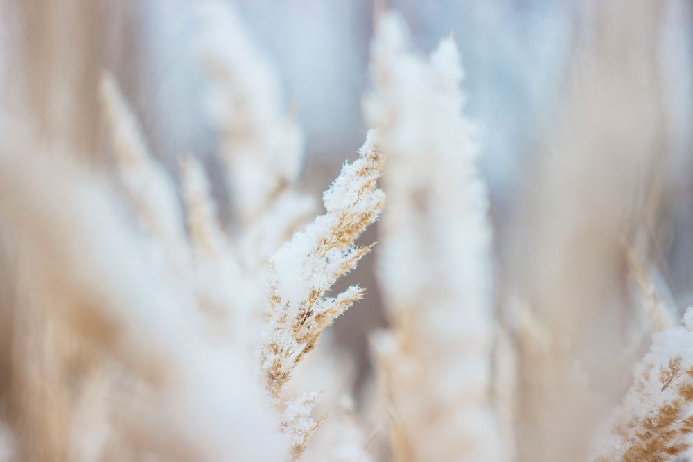 A macro view of snow covered wheat.. Original public domain image from Wikimedia Commons
