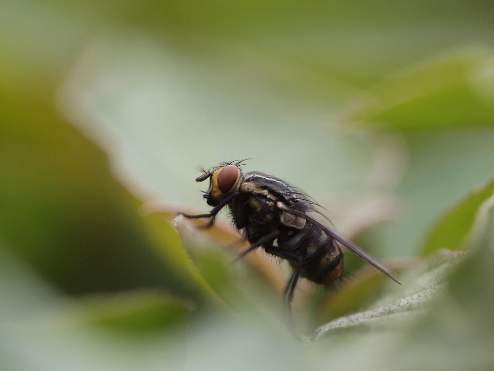 Portrait of a fly on a plant outside. Original public domain image from Wikimedia Commons