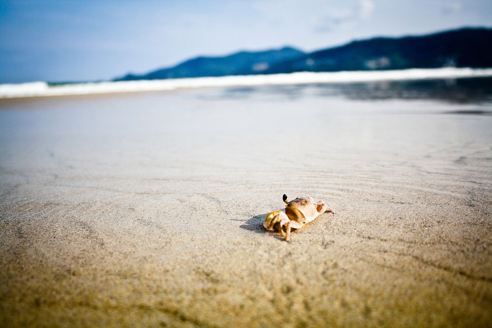 Small crab on the sand beach at Phuket. Original public domain image from Wikimedia Commons