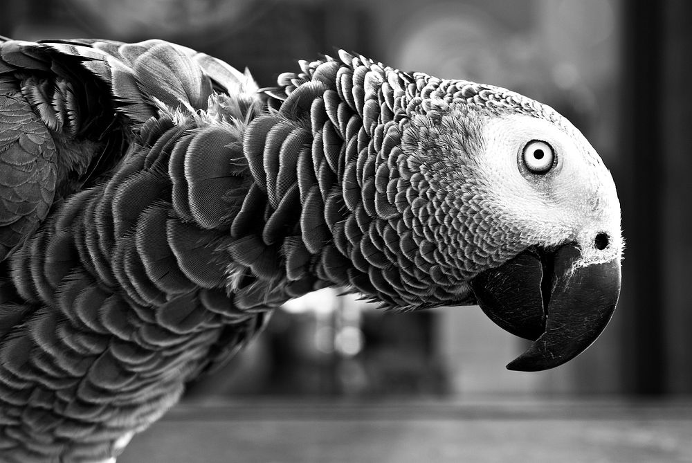 Black and white macro shot of parrot at Pike Place Market. Original public domain image from Wikimedia Commons
