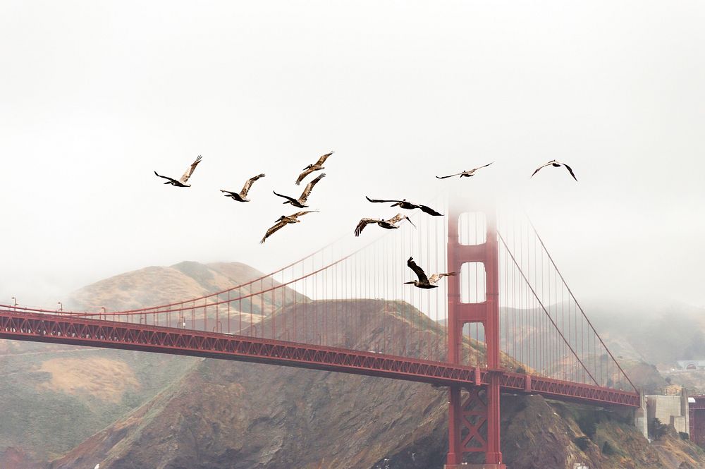 Birds fly away from Golden Gate Bridge on a foggy day. Original public domain image from Wikimedia Commons