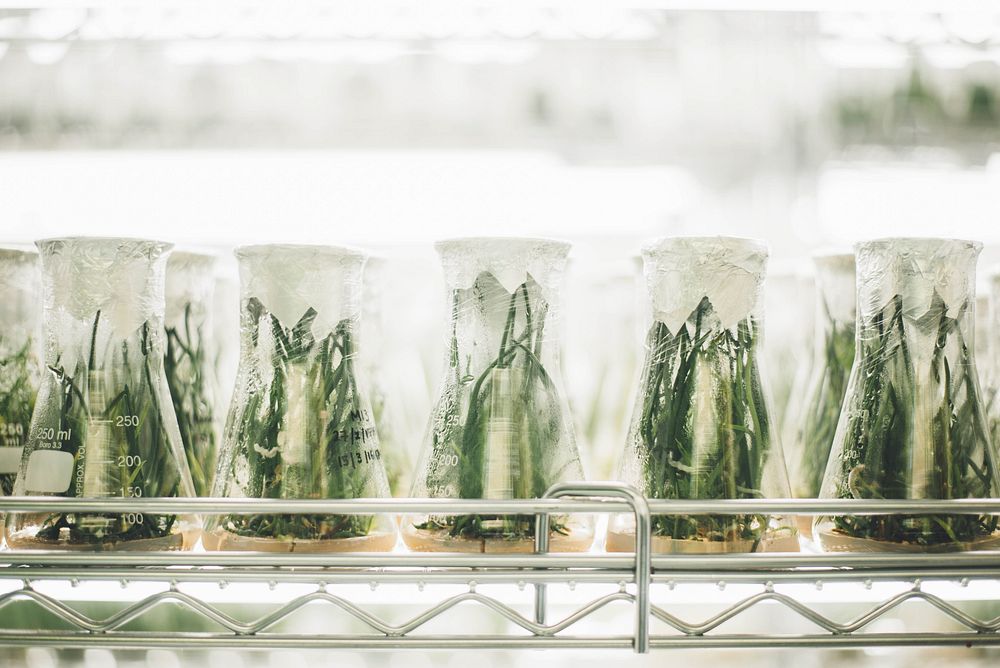 Green plants in large sealed beakers in a laboratory. Original public domain image from Wikimedia Commons