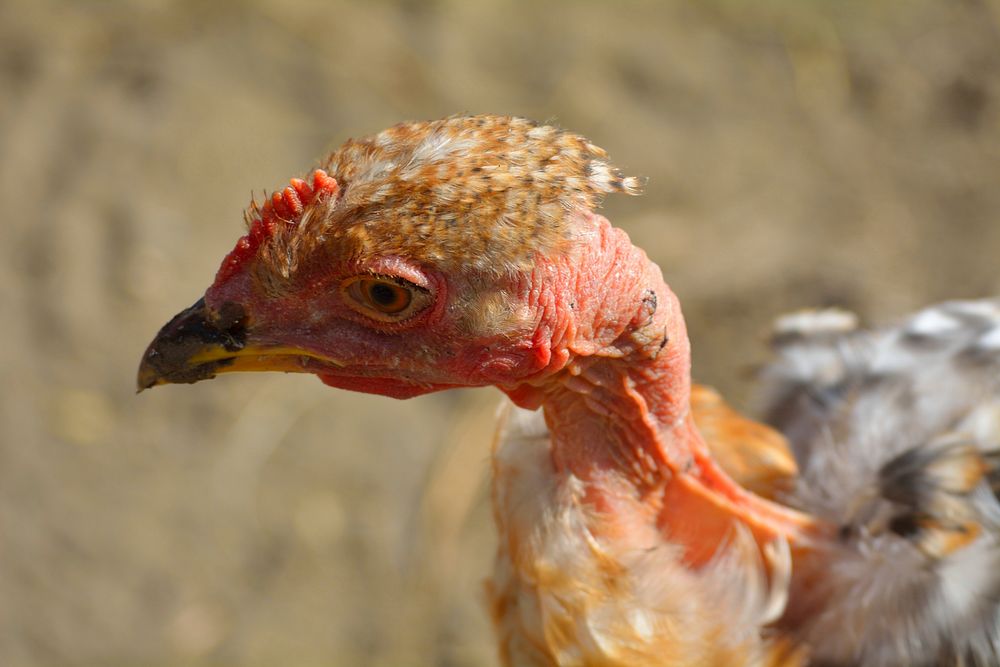 Macro of a chicken with a naked head. Original public domain image from Wikimedia Commons