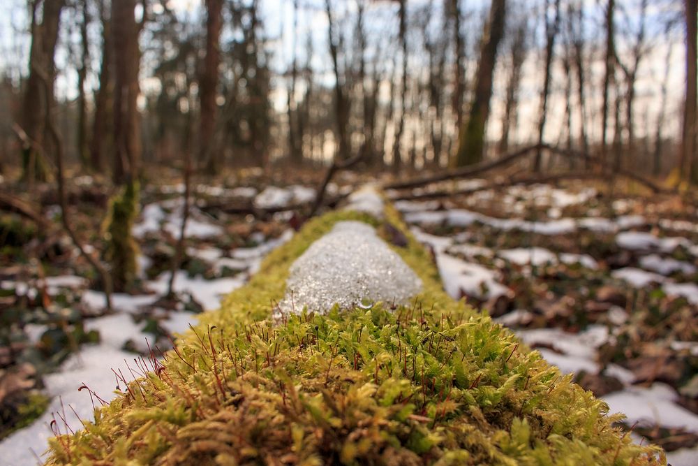 Macro shot of moss on a fallen tree in the winter. Original public domain image from Wikimedia Commons