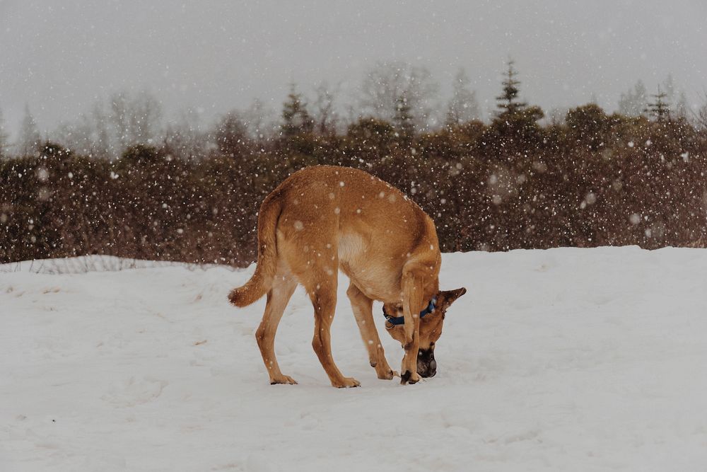 A brown dog inspects snow on the ground in a forest during snowfall. Original public domain image from Wikimedia Commons