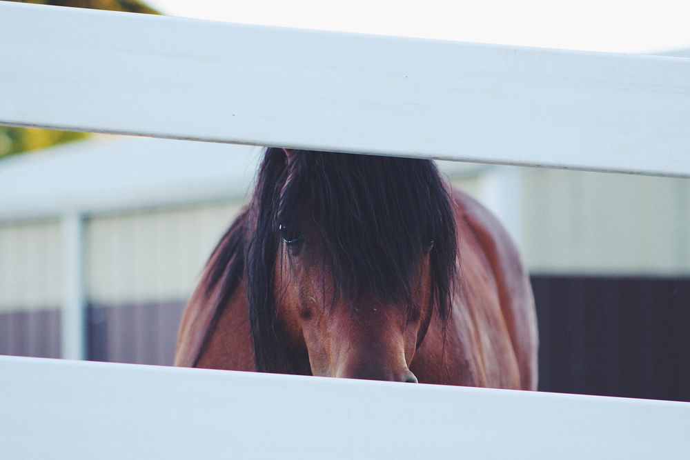 A chestnut horse with a long black mane looking through a gap in a white fence. Original public domain image from Wikimedia…