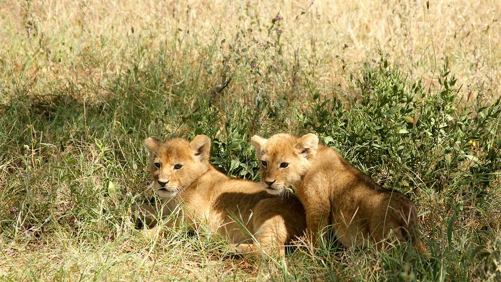 Serengeti, Tanzania. Original public domain image from Wikimedia Commons