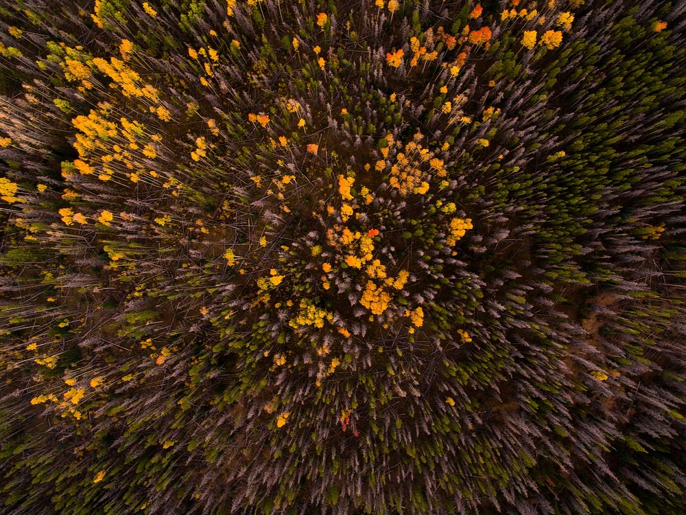 A drone shot of a forest with colorful leaf canopies in Silverthorne. Original public domain image from Wikimedia Commons