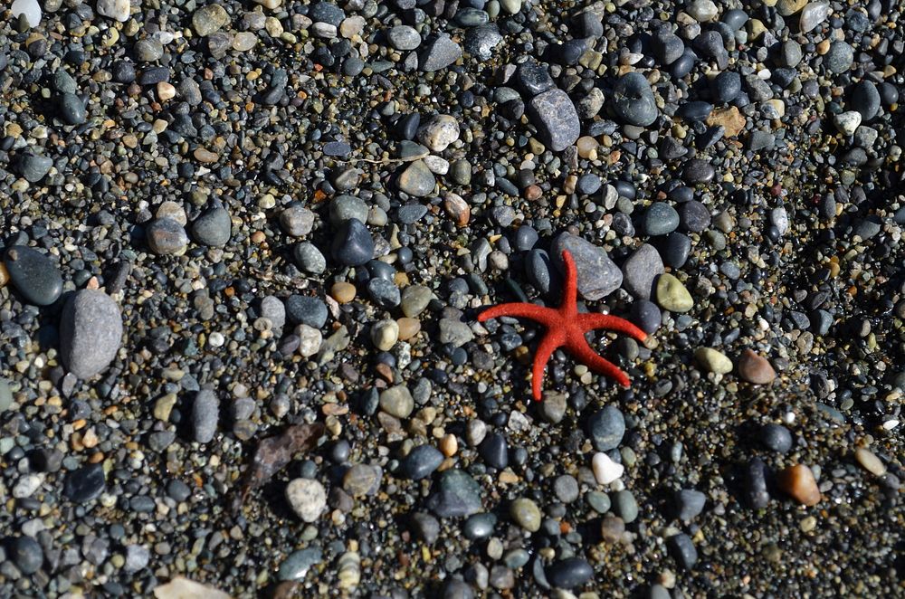 Starfish on a pebble rock beach. Original public domain image from Wikimedia Commons