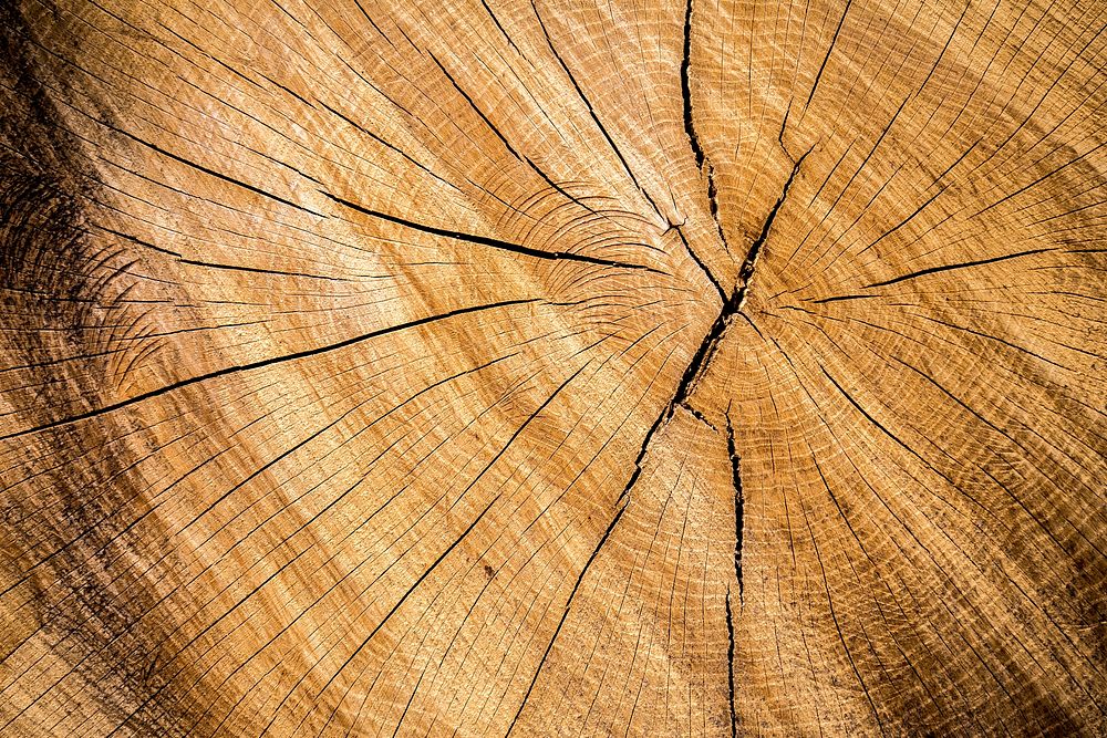 Detail of bif wood. Original public domain image from Wikimedia Commons