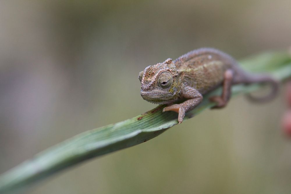 Chameleon perched on a single leaf. Original public domain image from Wikimedia Commons