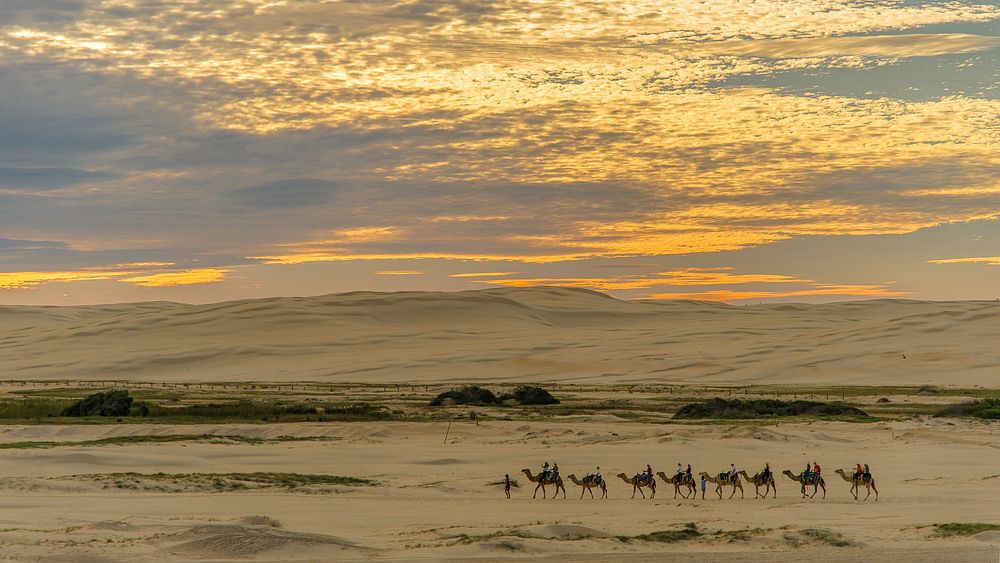 A camel train crosses a desert in convoy as the sun sets against a yellow gold sky.. Original public domain image from…