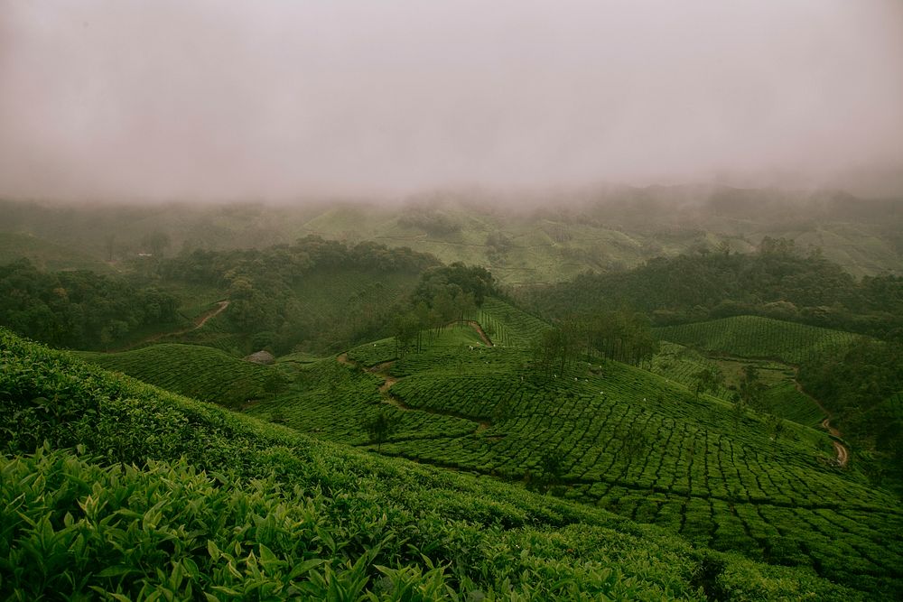 Lush green farm fields covers the hillsides of Munnar. Original public domain image from Wikimedia Commons