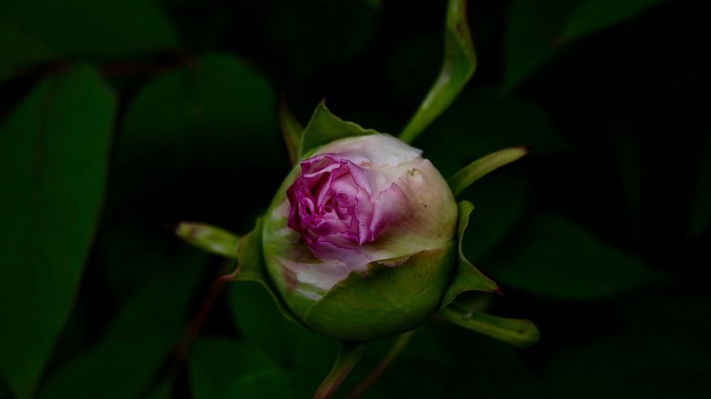Pink rose bud ready to blossom with green leaves in a garden. Original public domain image from Wikimedia Commons
