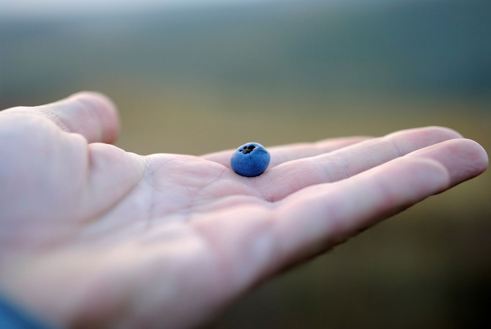 A single blueberry on a person's hand. Original public domain image from Wikimedia Commons