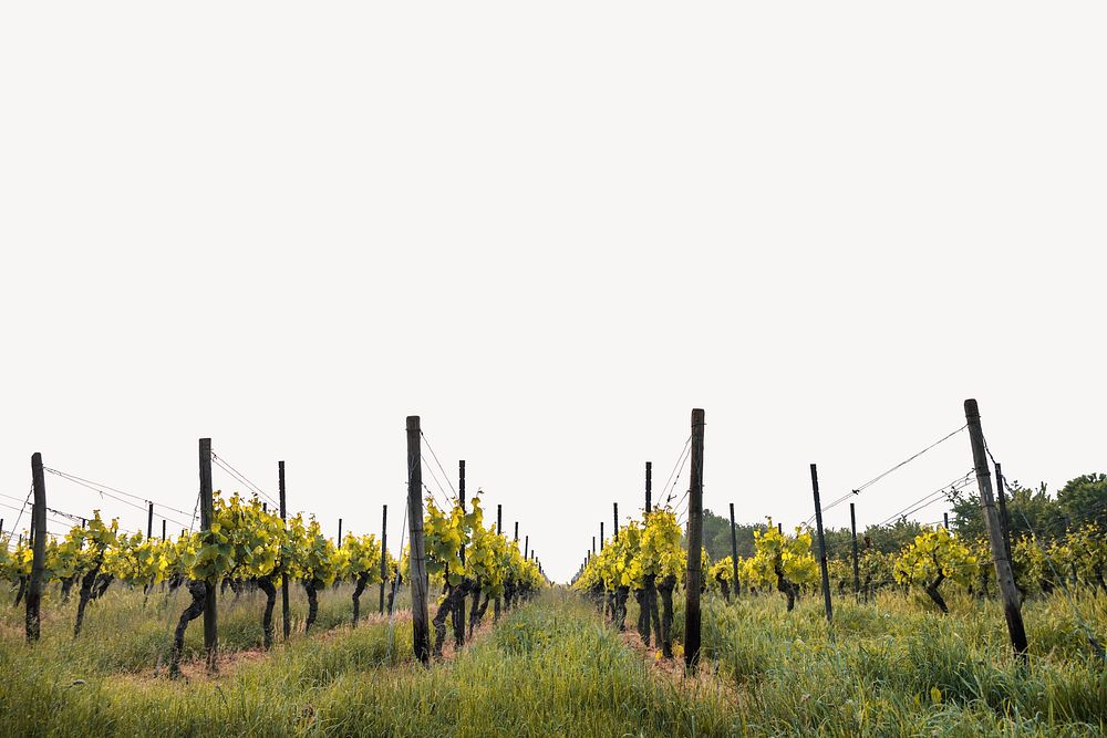 Vineyard border, agriculture photo psd