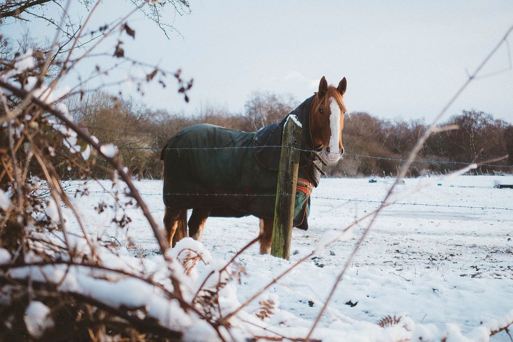 A chestnut horse with a white head marking draped in a green blanket in an enclosure with snow covering the ground. Original…