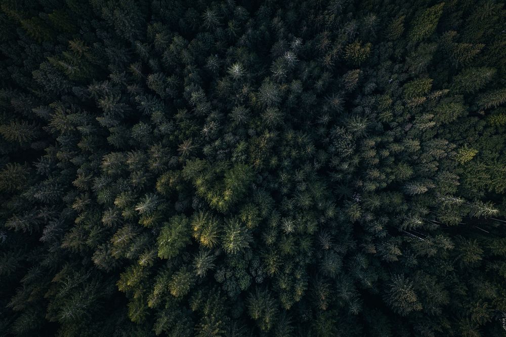 A drone shot of a coniferous forest near Redwood City. Original public domain image from Wikimedia Commons
