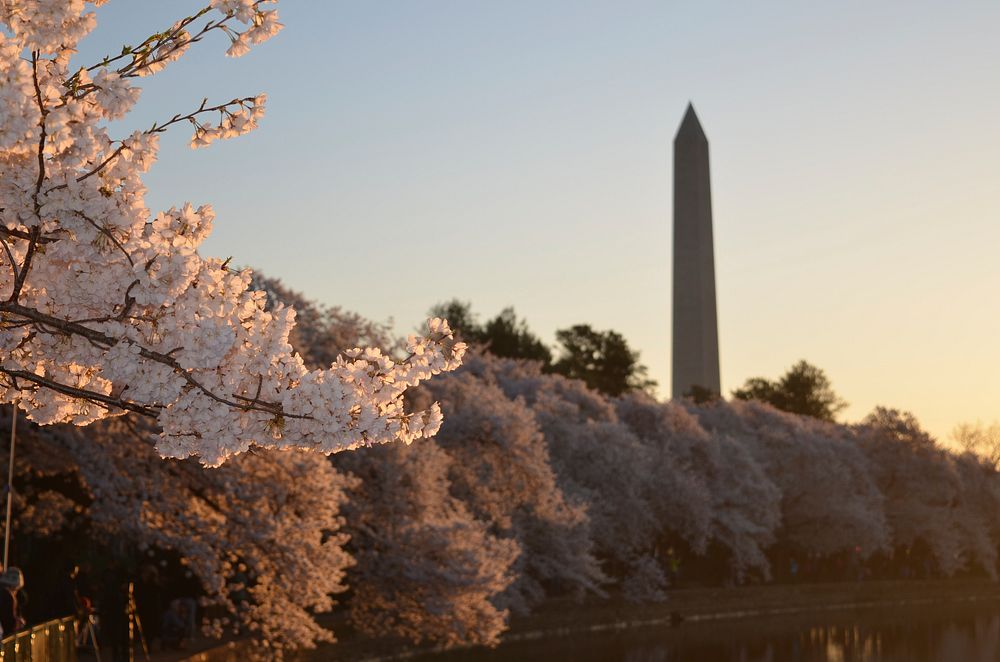 Trees covered with white blossom under a towering obelisk. Original public domain image from Wikimedia Commons