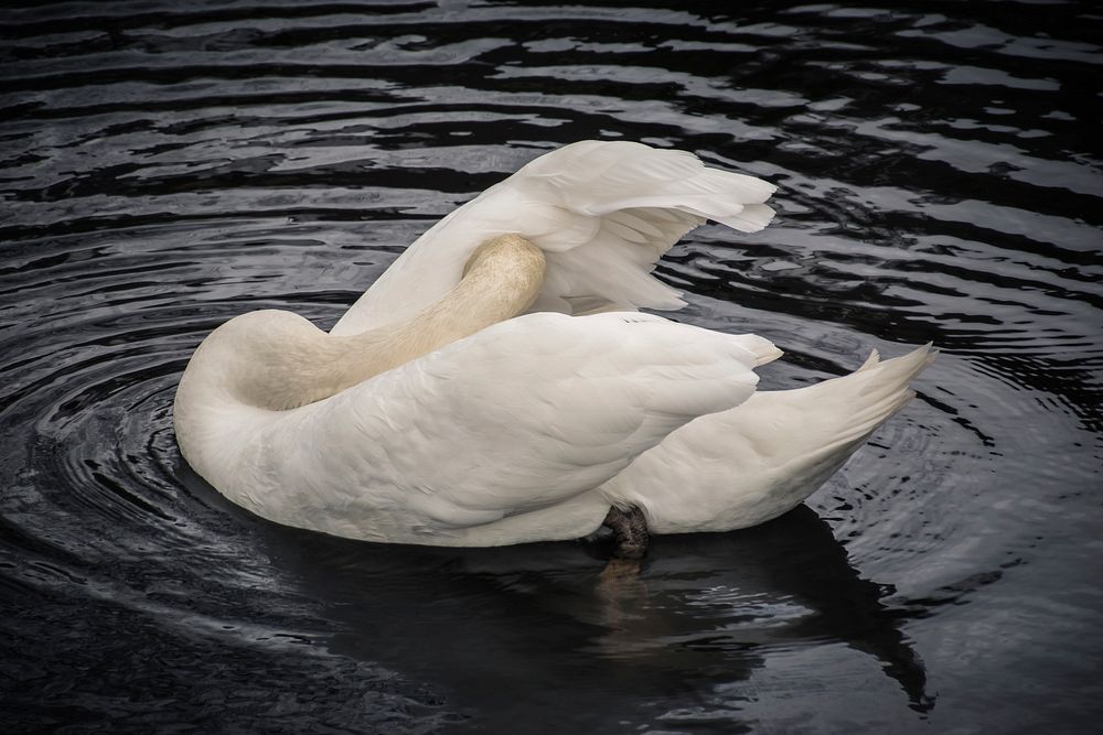 Swan preens its feathers in the water. Original public domain image from Wikimedia Commons