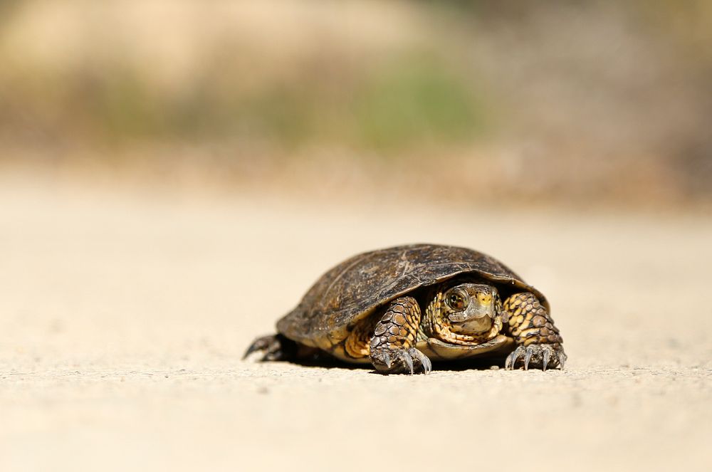 A small turtle sitting on the sandy beach in Santa Barbara. Original public domain image from Wikimedia Commons