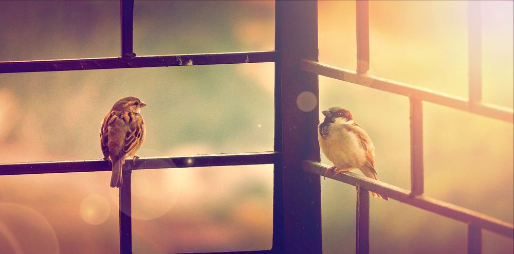 Two sparrows sitting on a black fence railing against a blurry green and orange background. Original public domain image…
