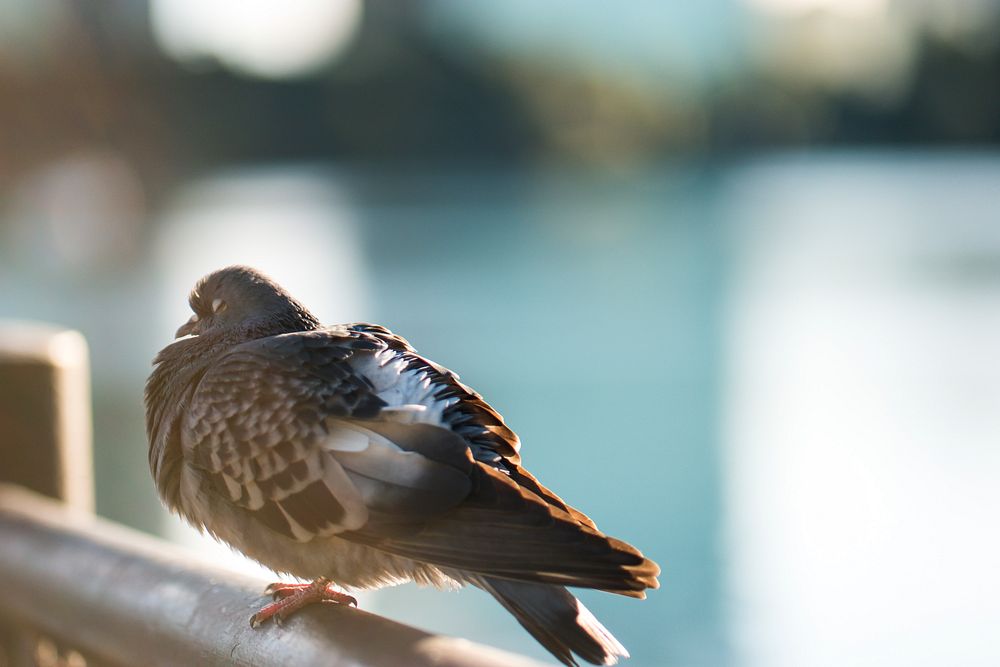 Pigeon resting on a railing on a sunny day. Original public domain image from Wikimedia Commons