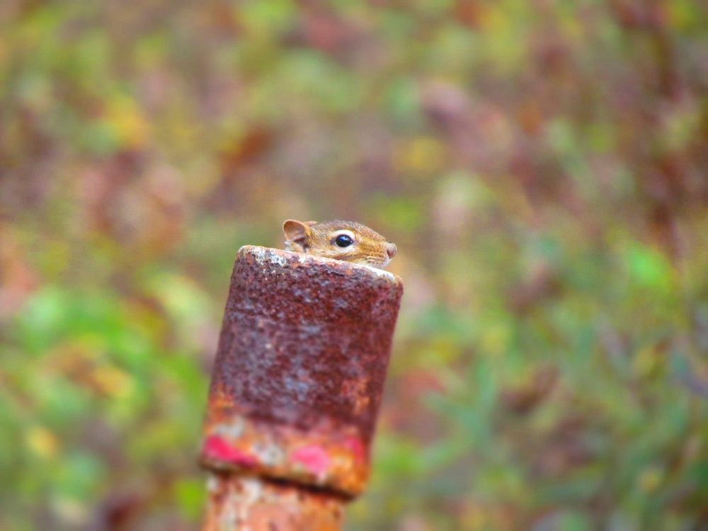 A marmot peeking from behind a rusted post by a green background. Original public domain image from Wikimedia Commons