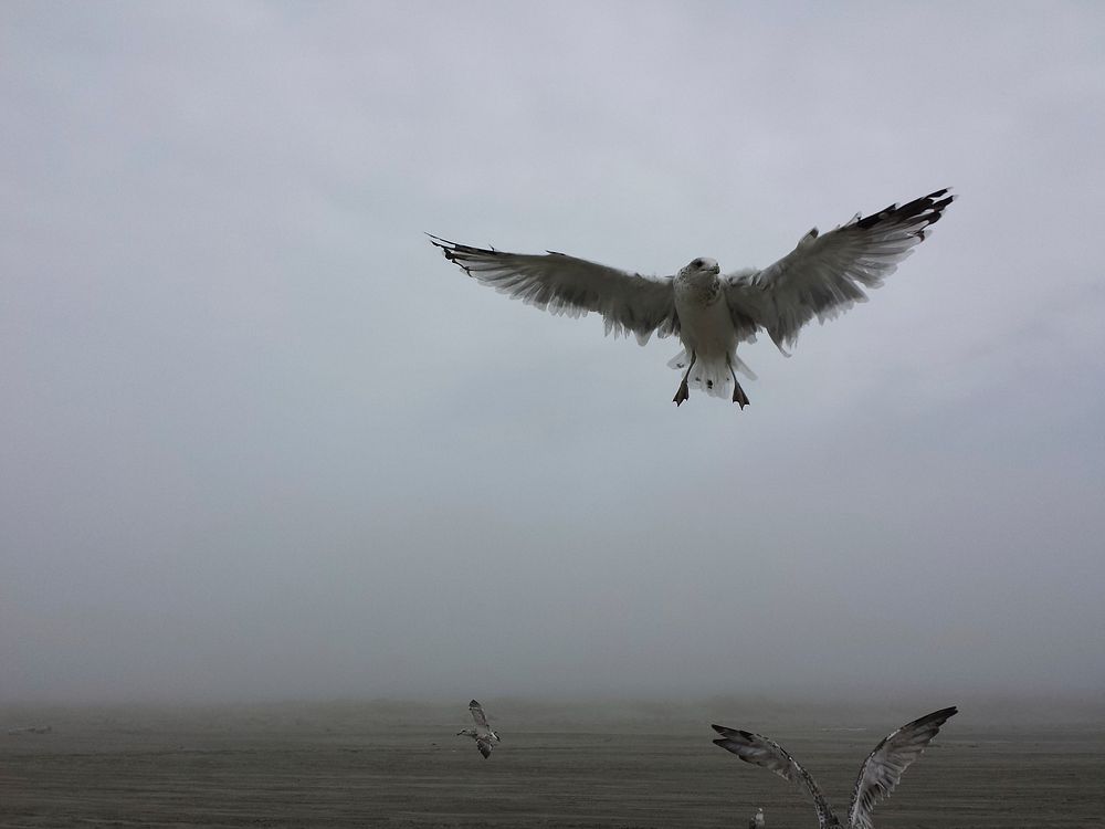 Seagulls fly over the ocean shore on a foggy day. Original public domain image from Wikimedia Commons