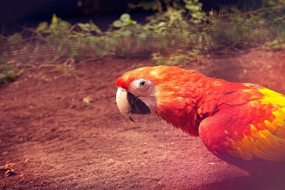 A bright red and yellow parrot on an outdoor scene. Original public domain image from Wikimedia Commons