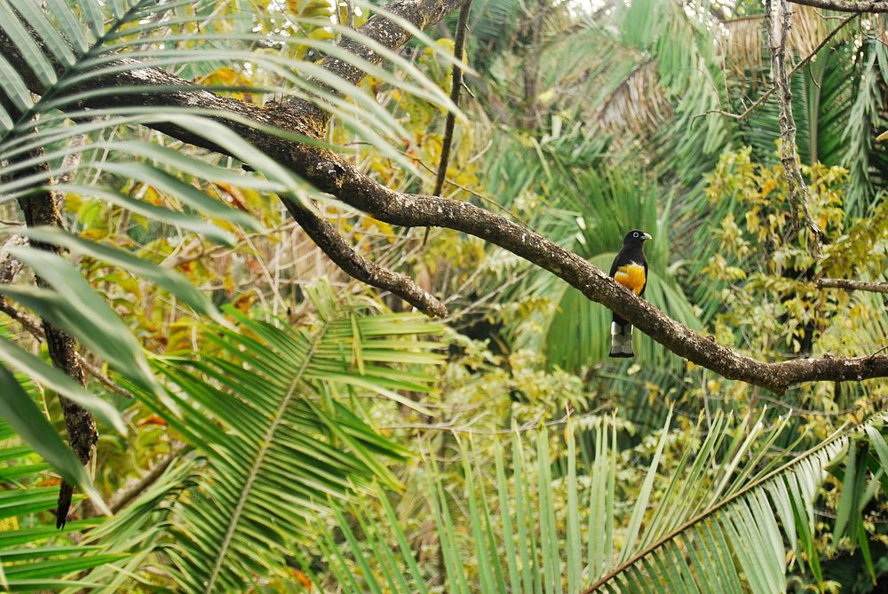 A yellow and black bird perched on a branch in a tropical forest. Original public domain image from Wikimedia Commons