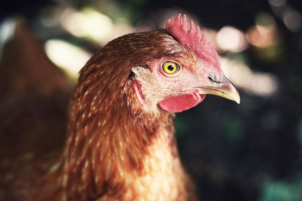 Brown feathers of hen stock photo. Image of bird, brown - 80732344