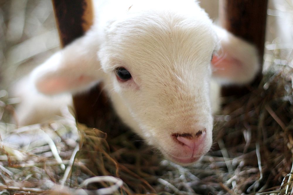 A baby lamb eating hay at Hancock Shaker Village. Original public domain image from Wikimedia Commons