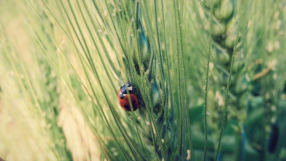 Ladybug crawls up the leaves of tall grass. Original public domain image from Wikimedia Commons